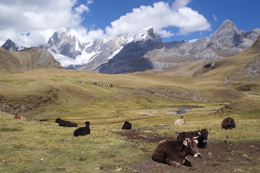 Trekking Cordillera Huayhuash, Peruvian Andes
