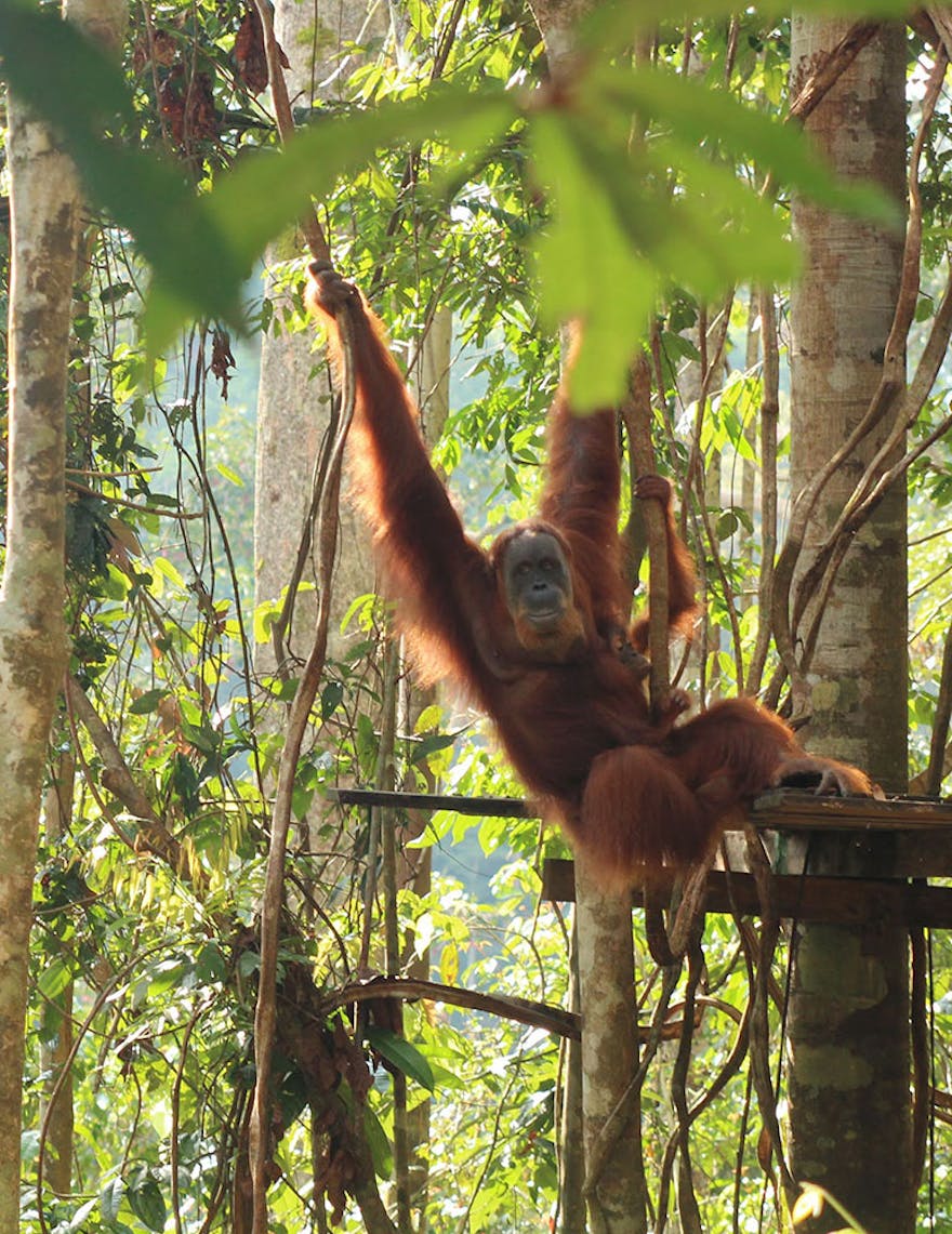 Bukit Lawang Orangutan with baby