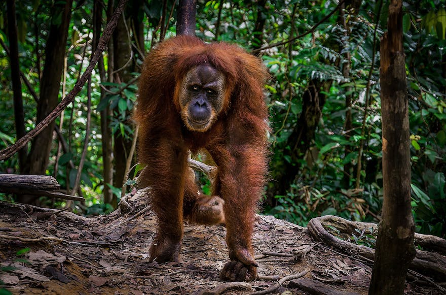 Mina, The Aggressive-One