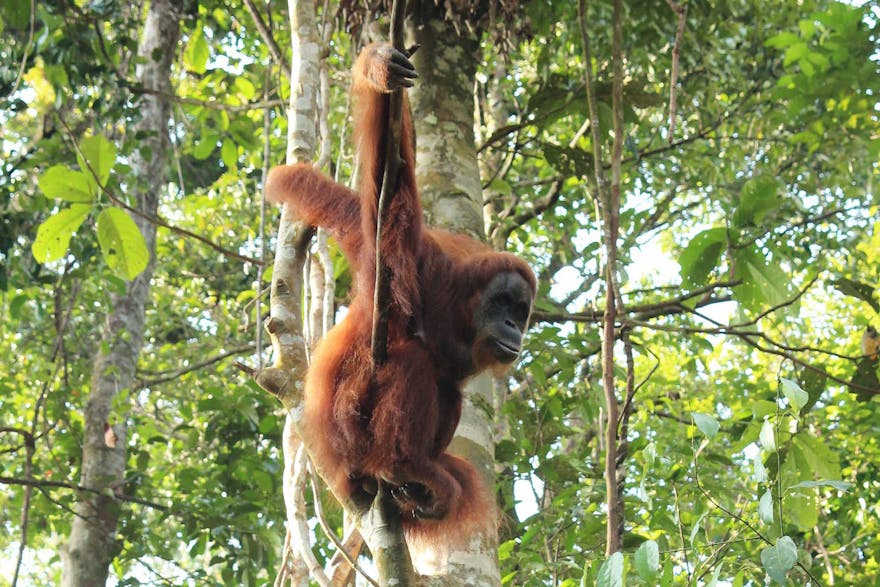 Orangutans, Bukit Lawang