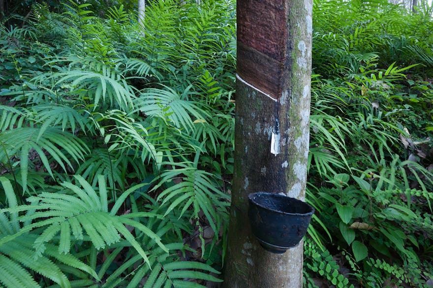 Rubber tree, Hevea brasiliensis