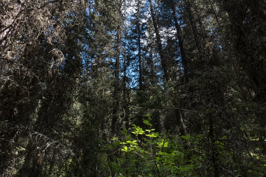 Alberta Mountains - Earning the Landscape